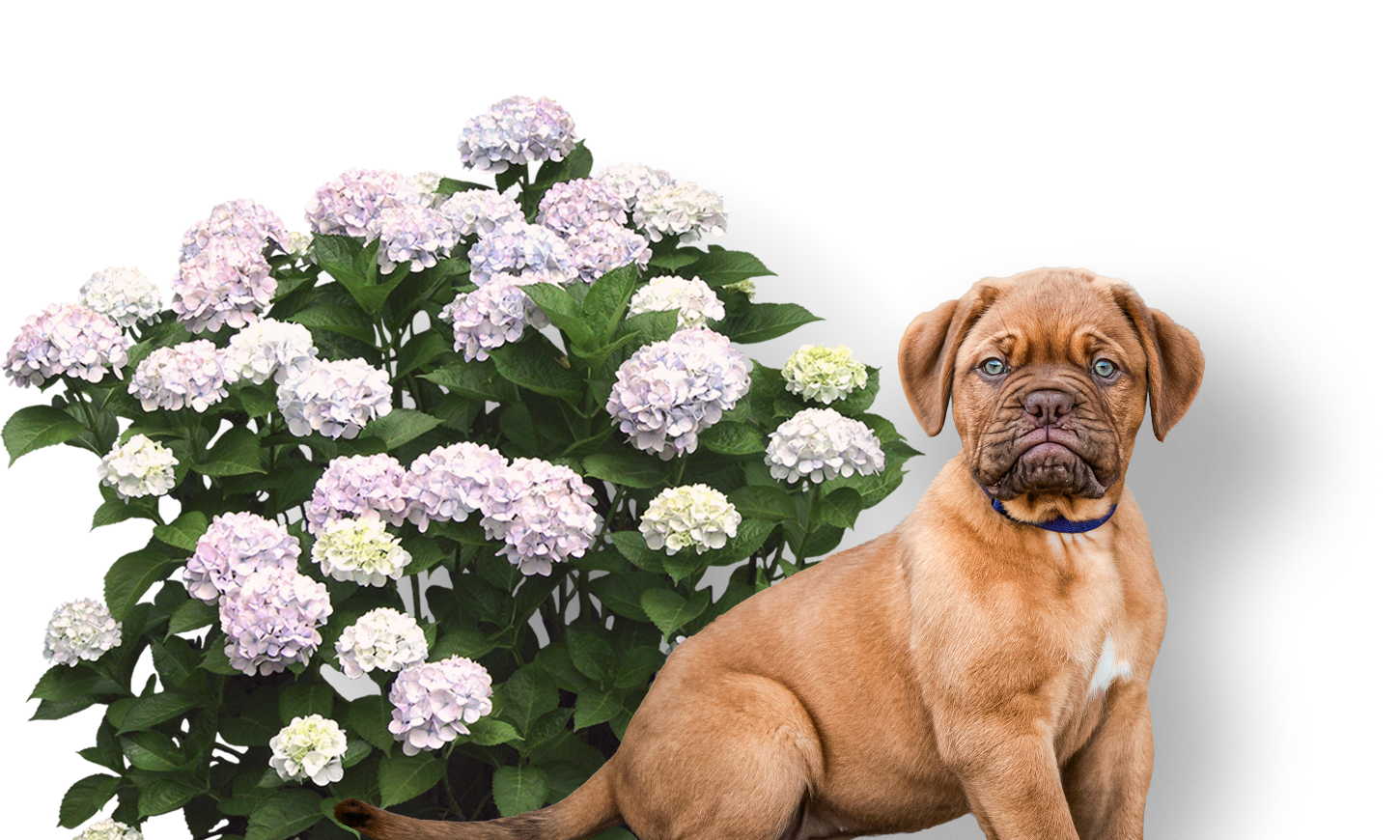 Bittner's Bulldogs