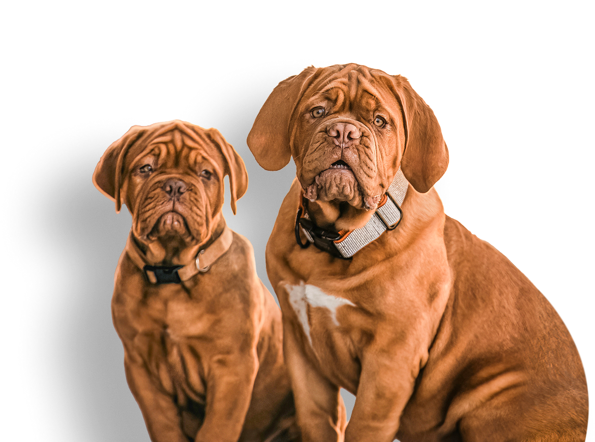 Bittner's Bulldogs