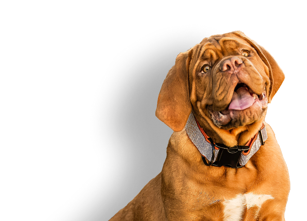 Bittner's Bulldogs